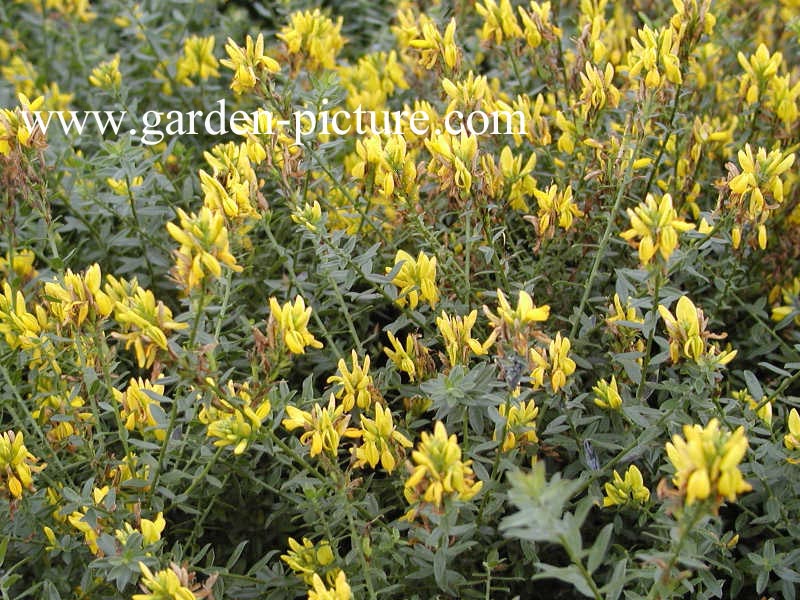 Genista tinctoria 'Royal Gold'