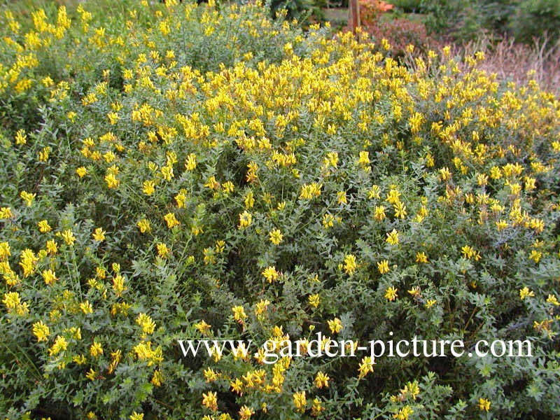 Genista tinctoria 'Royal Gold'