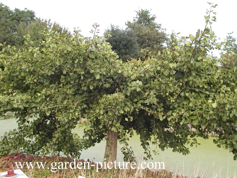 Ginkgo biloba 'Horizontalis'