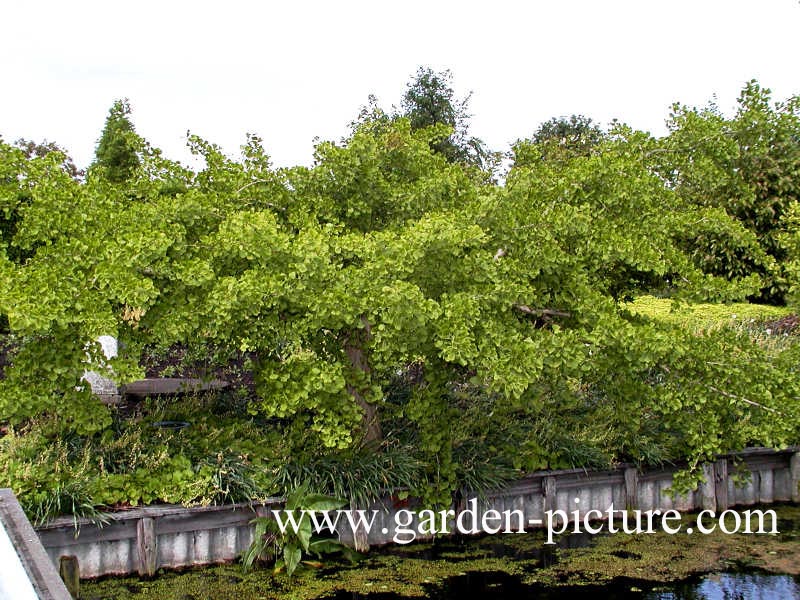 Ginkgo biloba 'Horizontalis'