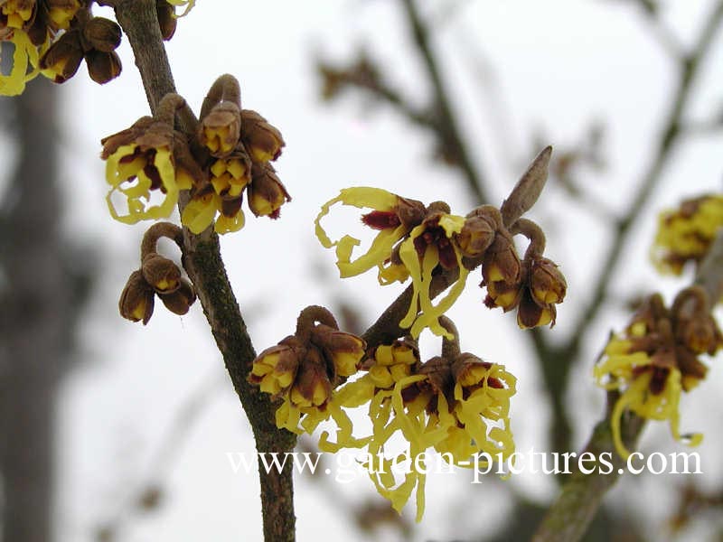 Hamamelis intermedia 'Arnold Promise'