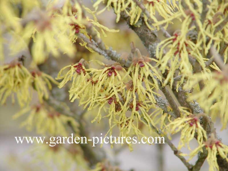 Hamamelis intermedia 'Feuerzauber'