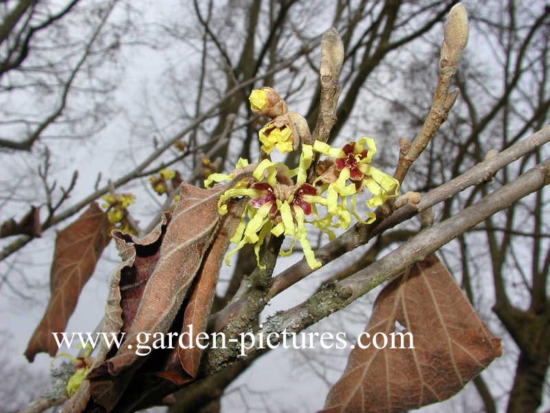 Hamamelis mollis 'Fred Chittenden' (=Pallida)