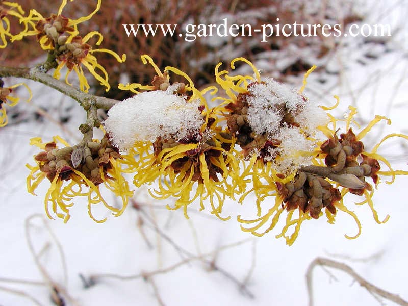 Hamamelis mollis 'Boskoop'