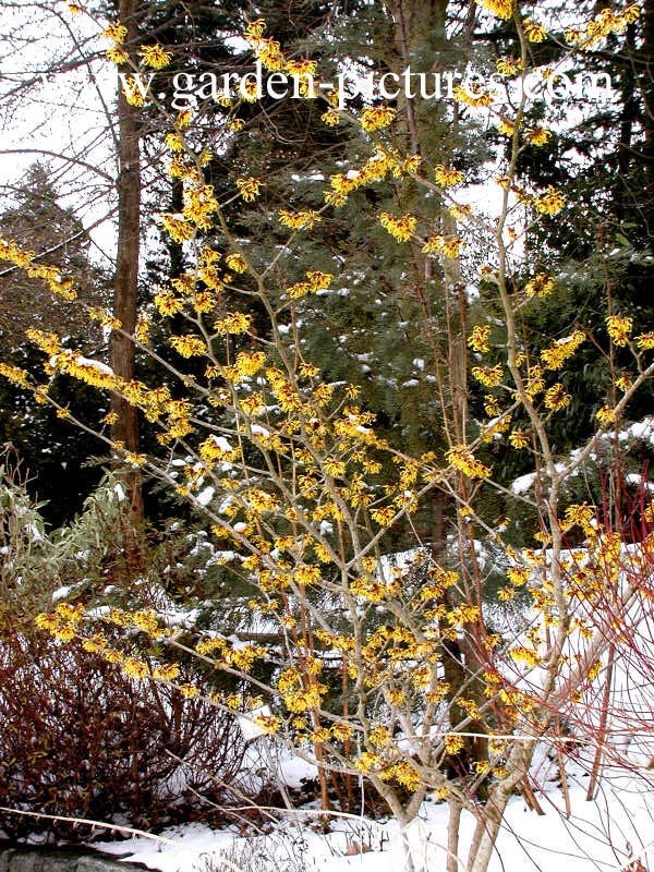 Hamamelis mollis 'Boskoop'