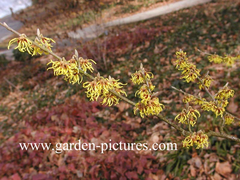 Hamamelis intermedia 'Arnold Promise'