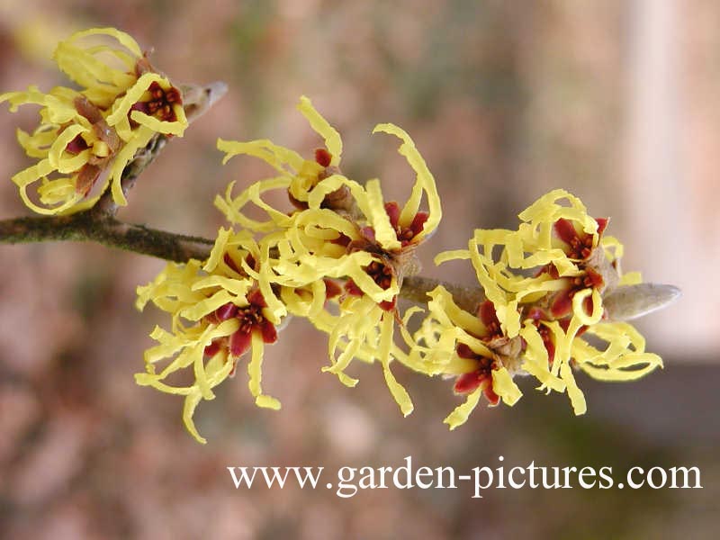 Hamamelis intermedia 'Arnold Promise'