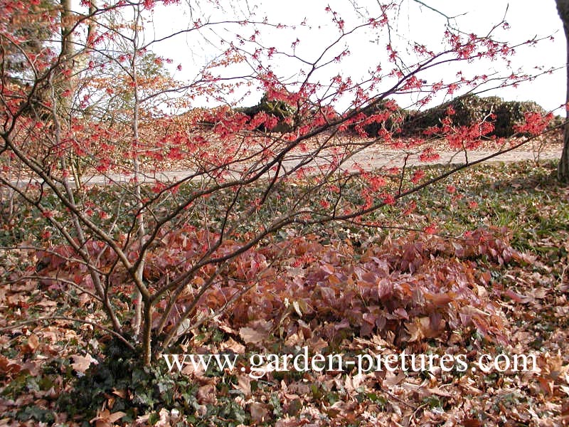 Hamamelis intermedia 'Ruby Glow'