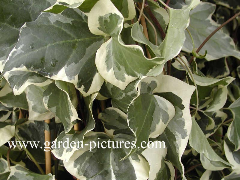 Hedera algeriensis 'Gloire de Marengo'