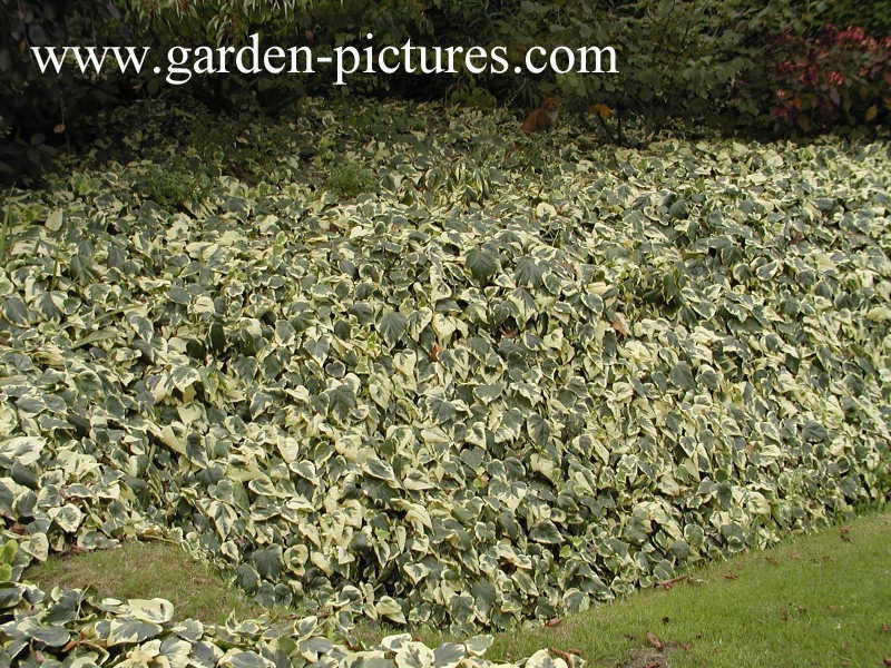 Hedera algeriensis 'Gloire de Marengo'