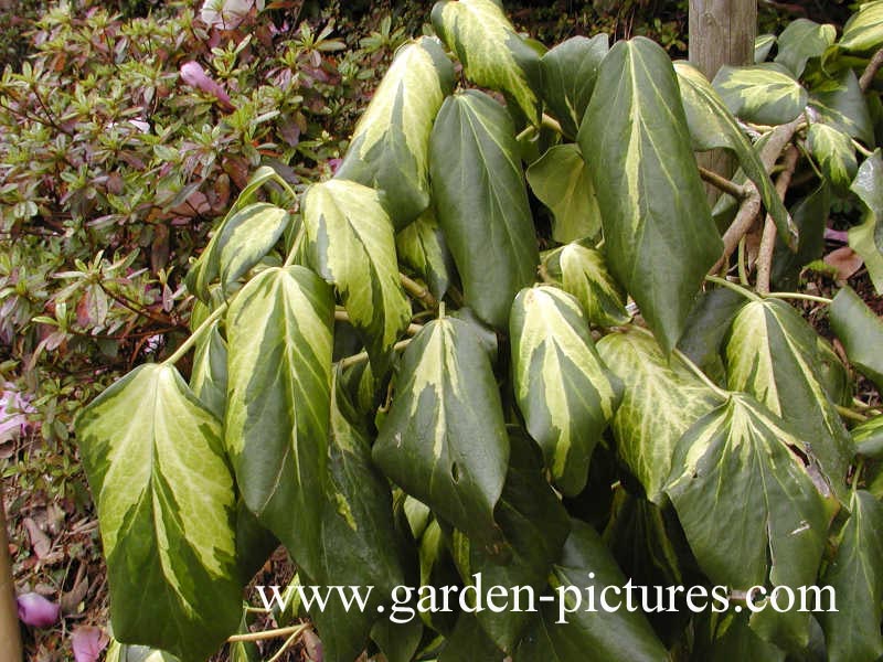 Hedera colchica 'Sulphur Heart'