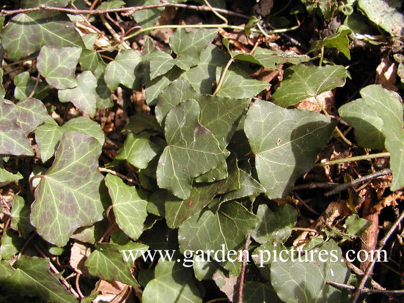 Hedera helix