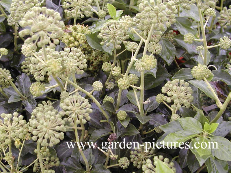 Hedera helix Arborescent Group