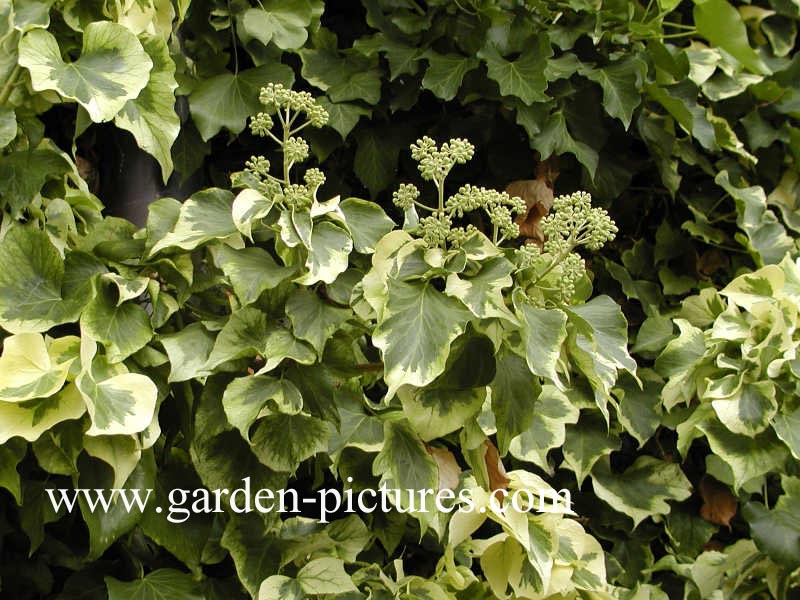 Hedera algeriensis 'Gloire de Marengo'