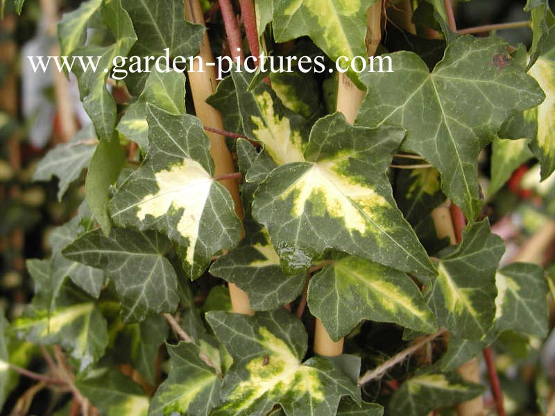 Hedera helix 'Goldheart'