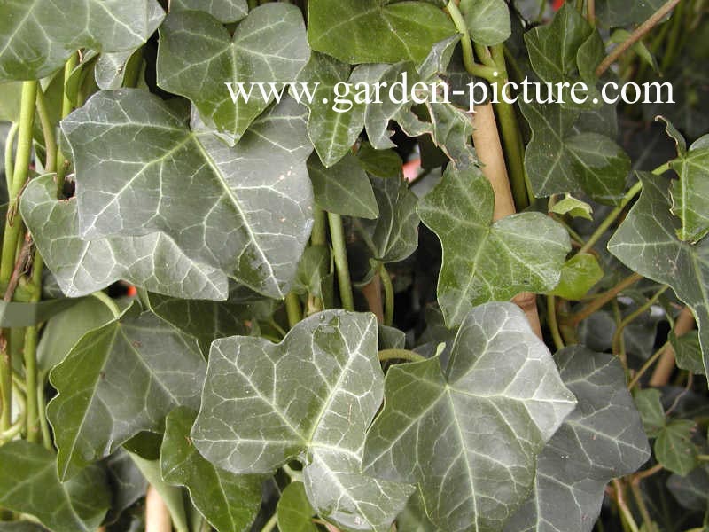 Hedera hibernica