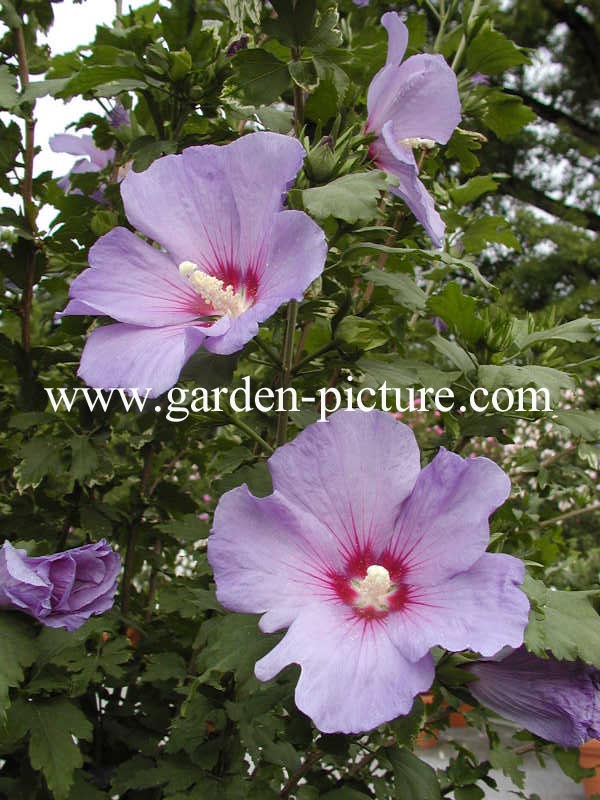 Hibiscus syriacus 'Oiseau Bleu'