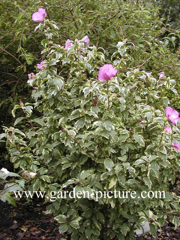 Hibiscus syriacus 'Meehanii'