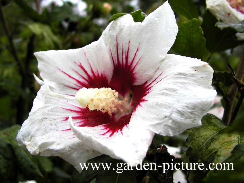 Hibiscus syriacus 'Monstrosus'