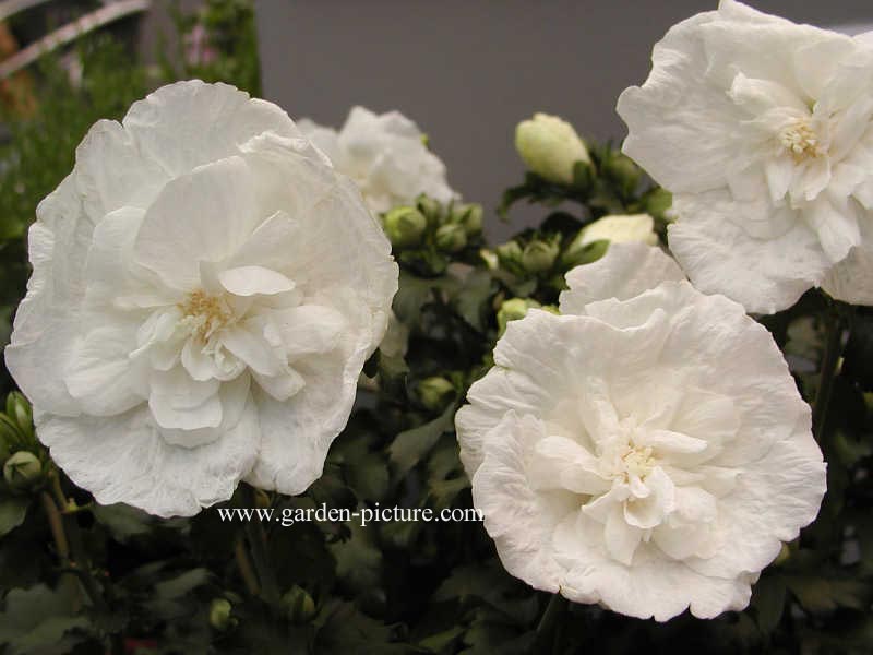 Hibiscus syriacus 'Notwood Two' (WHITE CHIFFON)