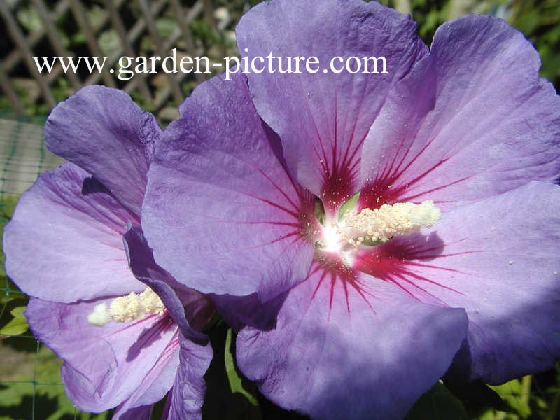 Hibiscus syriacus 'Oiseau Bleu'