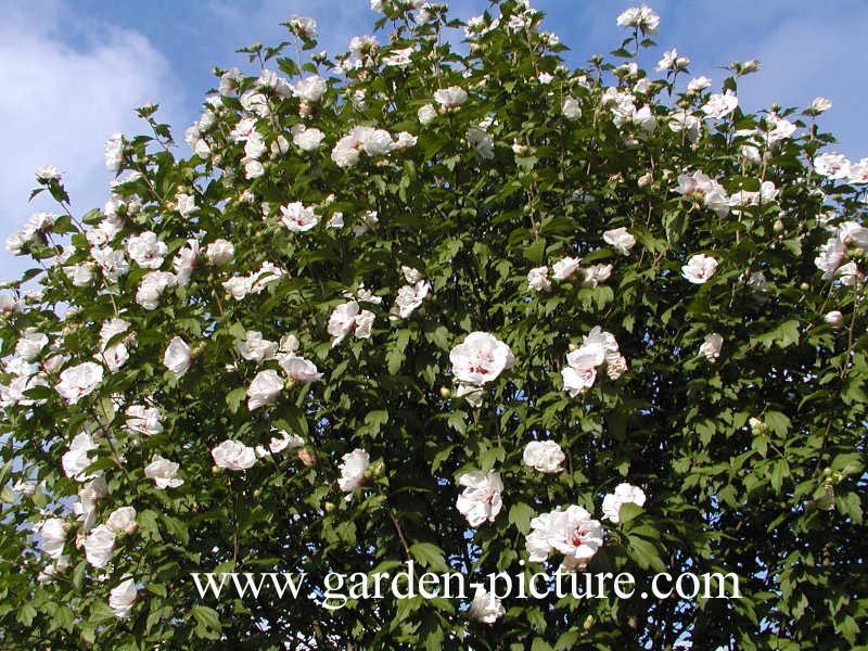 Hibiscus syriacus 'Speciosus'