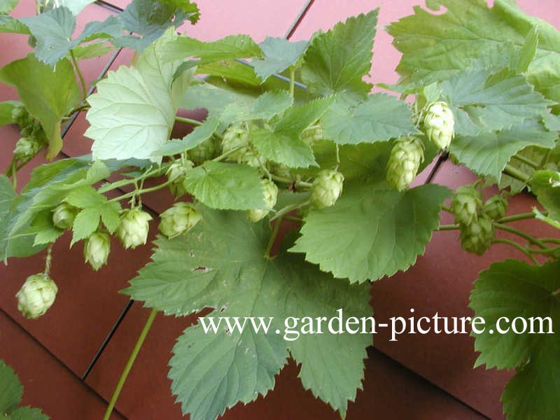 Humulus lupulus