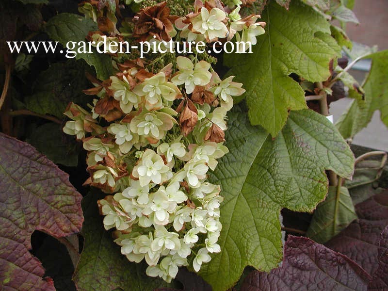 Hydrangea quercifolia