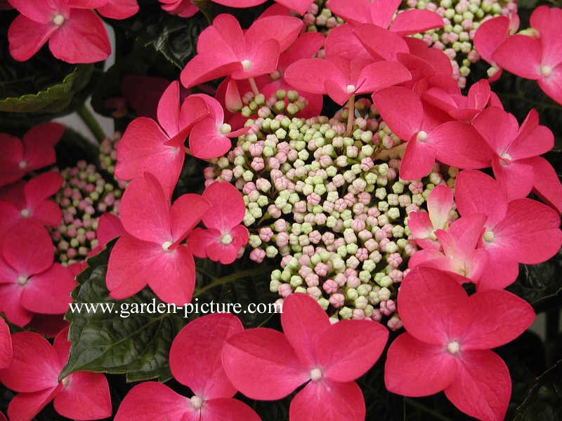 Hydrangea macrophylla 'Lady in Red'