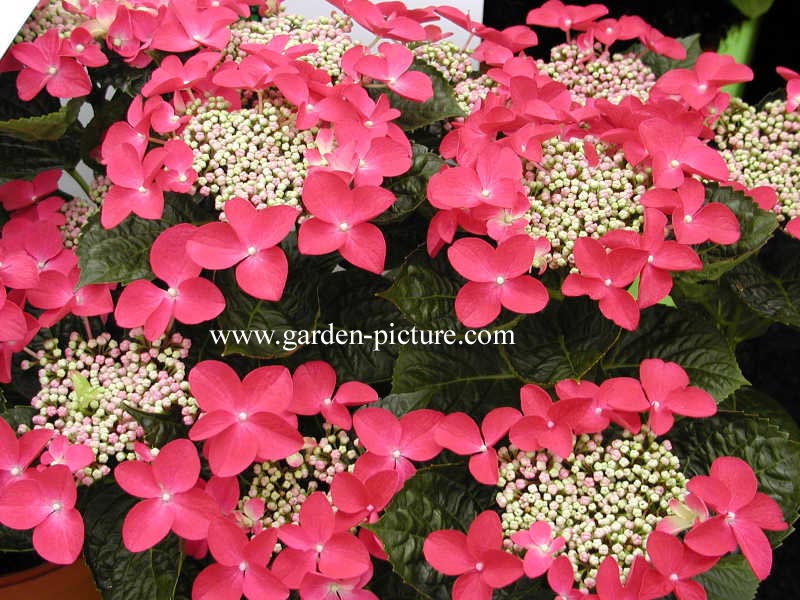 Hydrangea macrophylla 'Lady in Red'