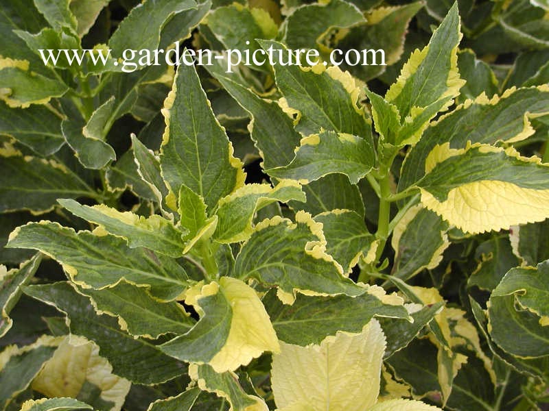 Hydrangea macrophylla 'Lemon Wave'