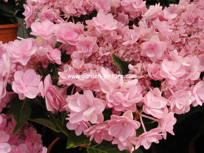 Hydrangea macrophylla 'Youmefour' (PASSION)