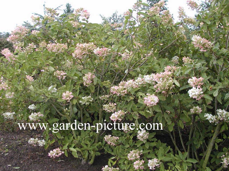 Hydrangea paniculata 'Tardiva'