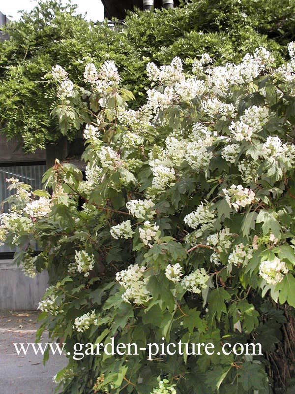 Hydrangea quercifolia