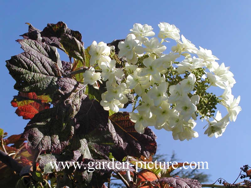 Hydrangea quercifolia