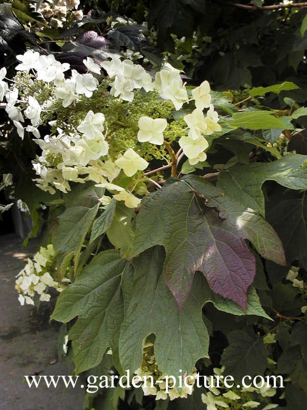 Hydrangea quercifolia