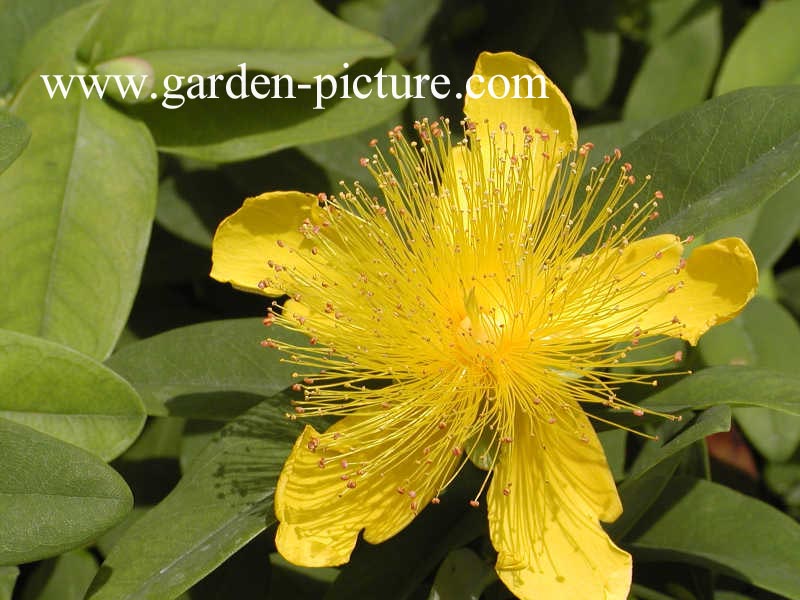 Hypericum calycinum