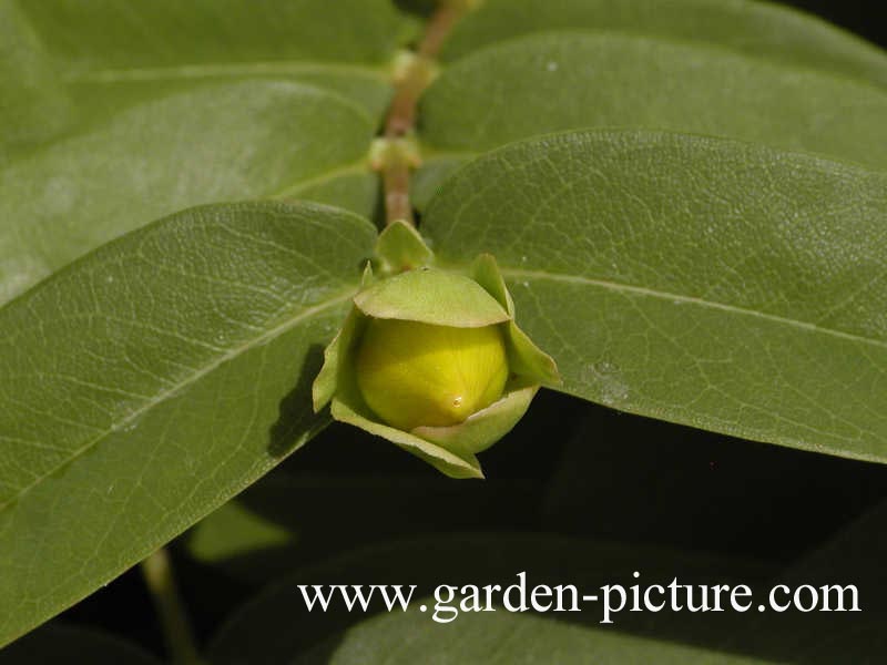 Hypericum calycinum