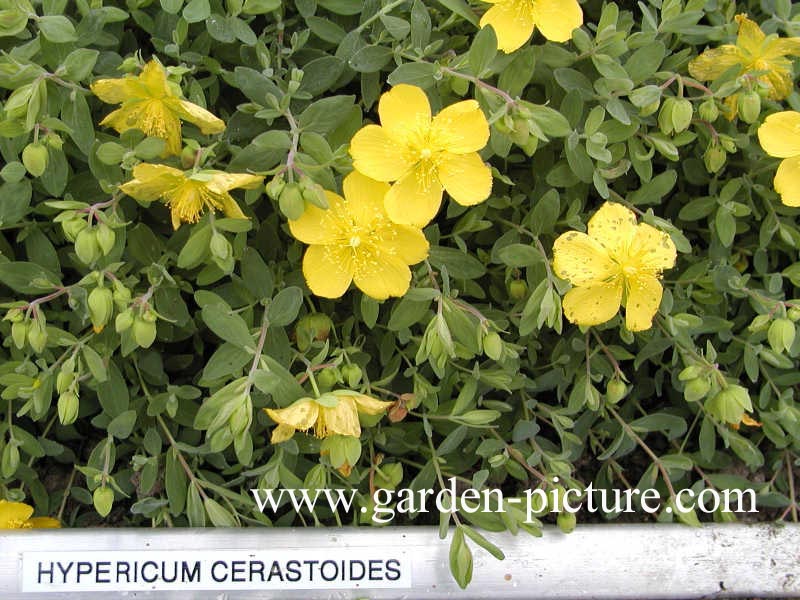 Hypericum cerastoides