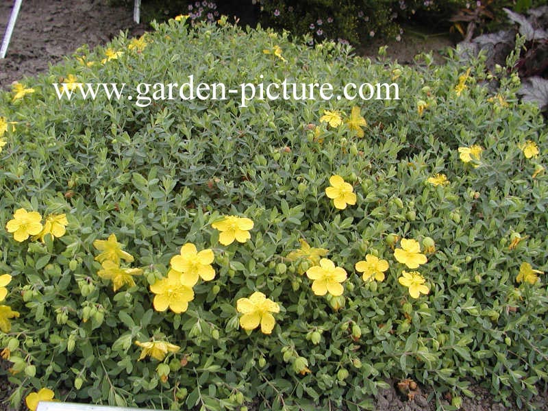 Hypericum cerastoides