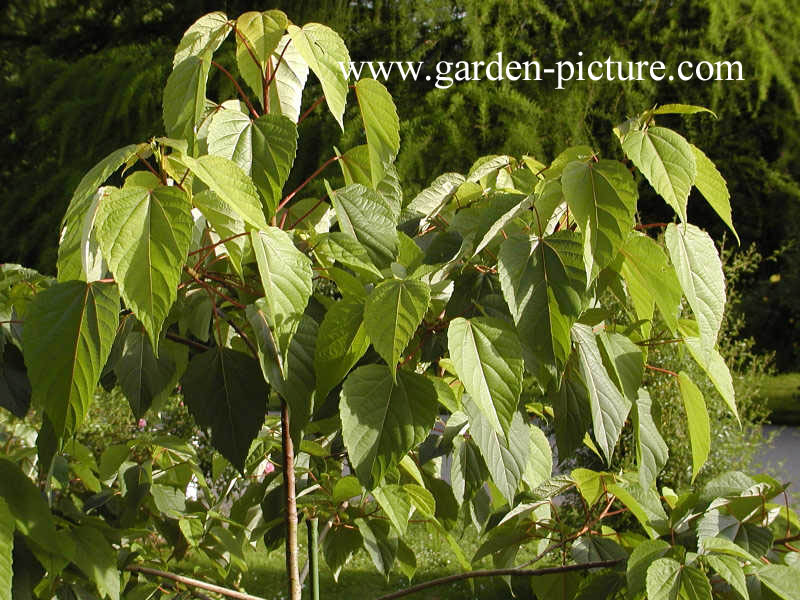 Idesia polycarpa