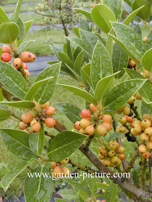 Ilex altaclerensis 'Belgica'