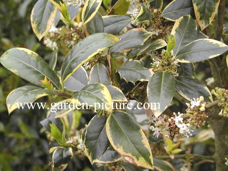 Ilex altaclerensis 'Belgica Aurea'