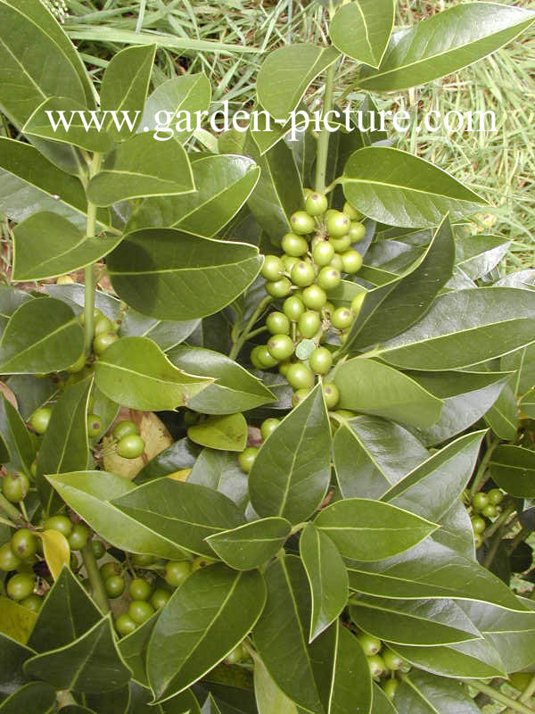 Ilex altaclerensis 'Belgica'