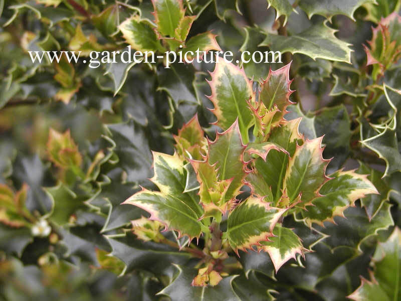 Ilex aquifolium 'Cookii'