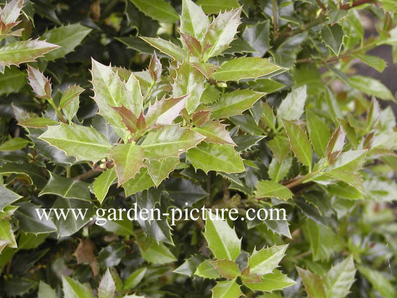 Ilex aquifolium 'Angustifolia'