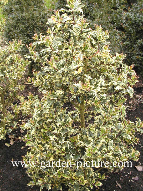 Ilex aquifolium 'Ferox Argentea'