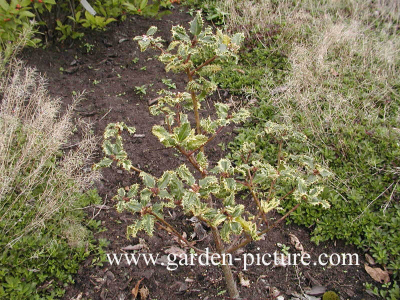 Ilex aquifolium 'Ferox Argentea'