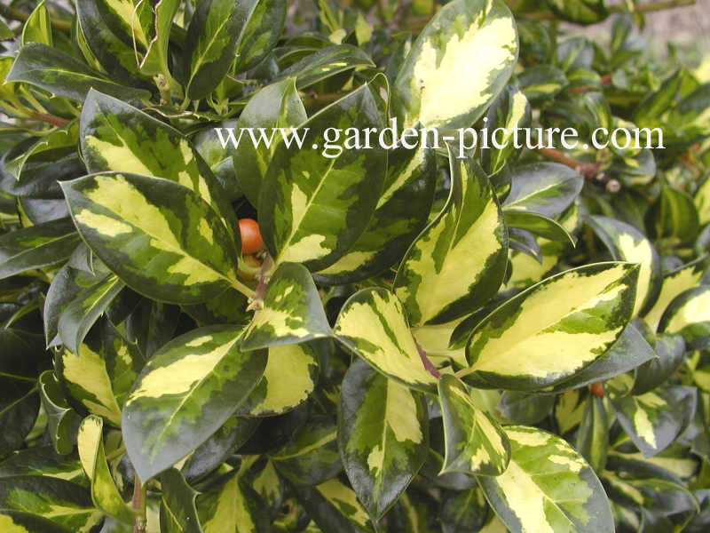 Ilex aquifolium 'Gold Flash'