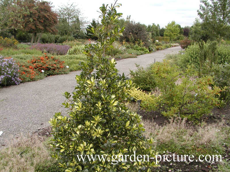 Ilex aquifolium 'Gold Flash'